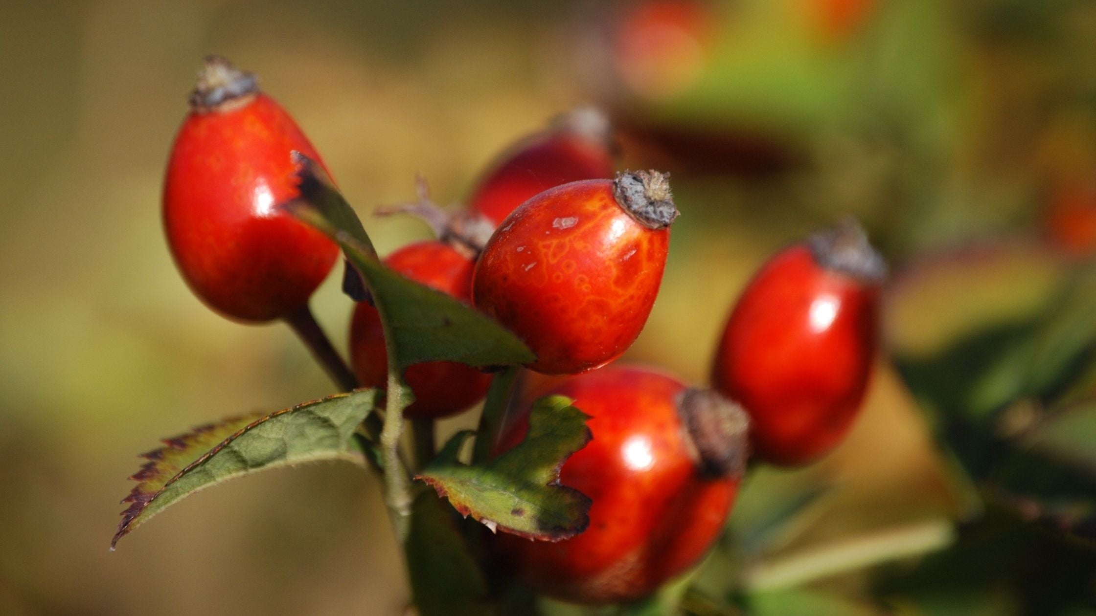 Rose Hip Oil for face Rose Hip Oil for face