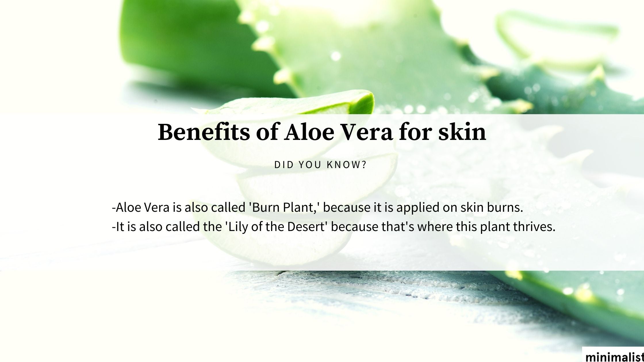 Benefits of Using Aloe Vera Benefits of Using Aloe Vera