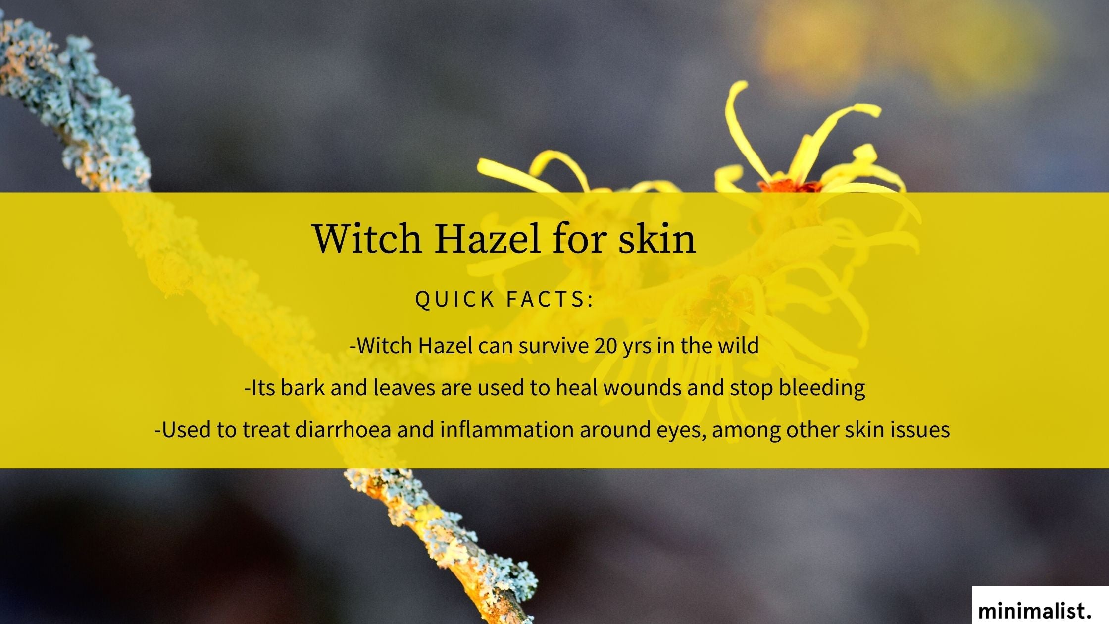 What Is Witch hazel? What Is Witch hazel?