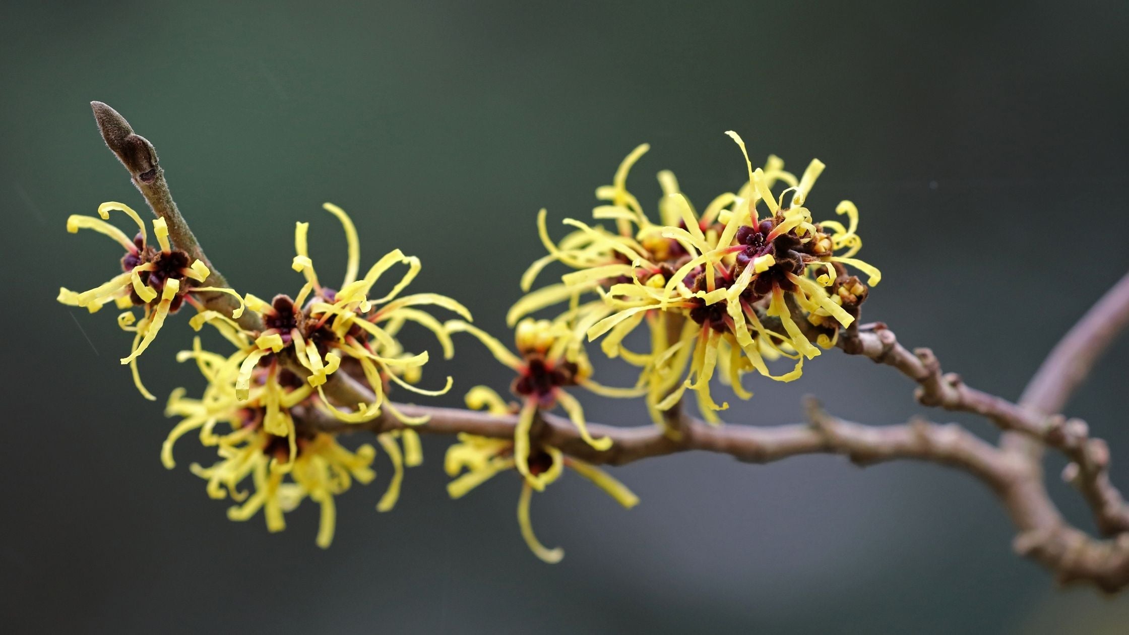 Witch Hazel For Skin Witch Hazel For Skin